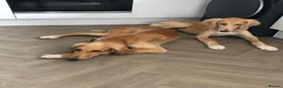 Saluki dogs for sale: 2 VERY HANDSOME SALUKI BOY'S 100% in Wellington - Advert 8