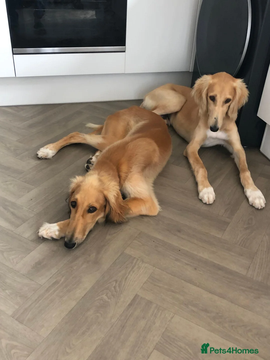 Saluki dogs for sale: 2 VERY HANDSOME SALUKI BOY'S 100% in Wellington - Advert 8