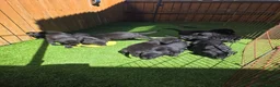 Labrador Retriever dogs for sale: Black labrador puppies  - Advert 11