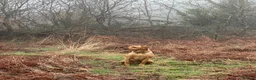 Labrador Retriever dogs for stud: Stunning Fox Red Labrador - Advert 7