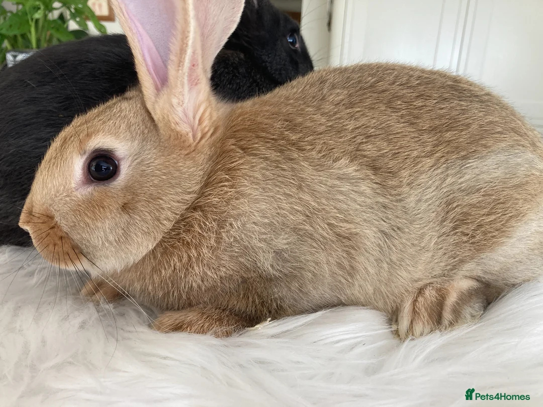 New Zealand rabbits for sale: New Zealand and Continental bunnies - Advert 2