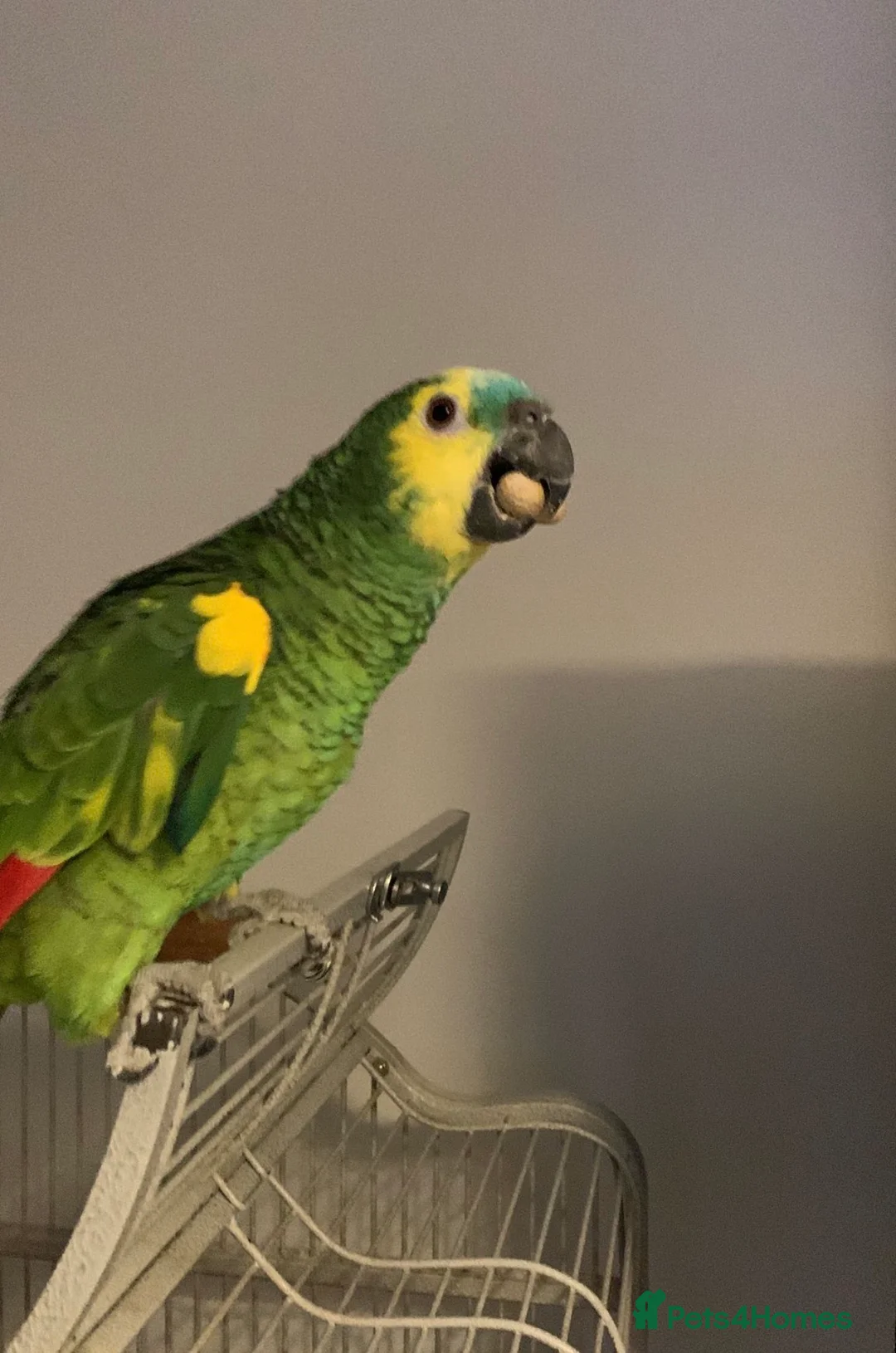 Parrots birds for sale: Blue Fronted Amazon  in Saint Leonards-on-sea - Advert 2