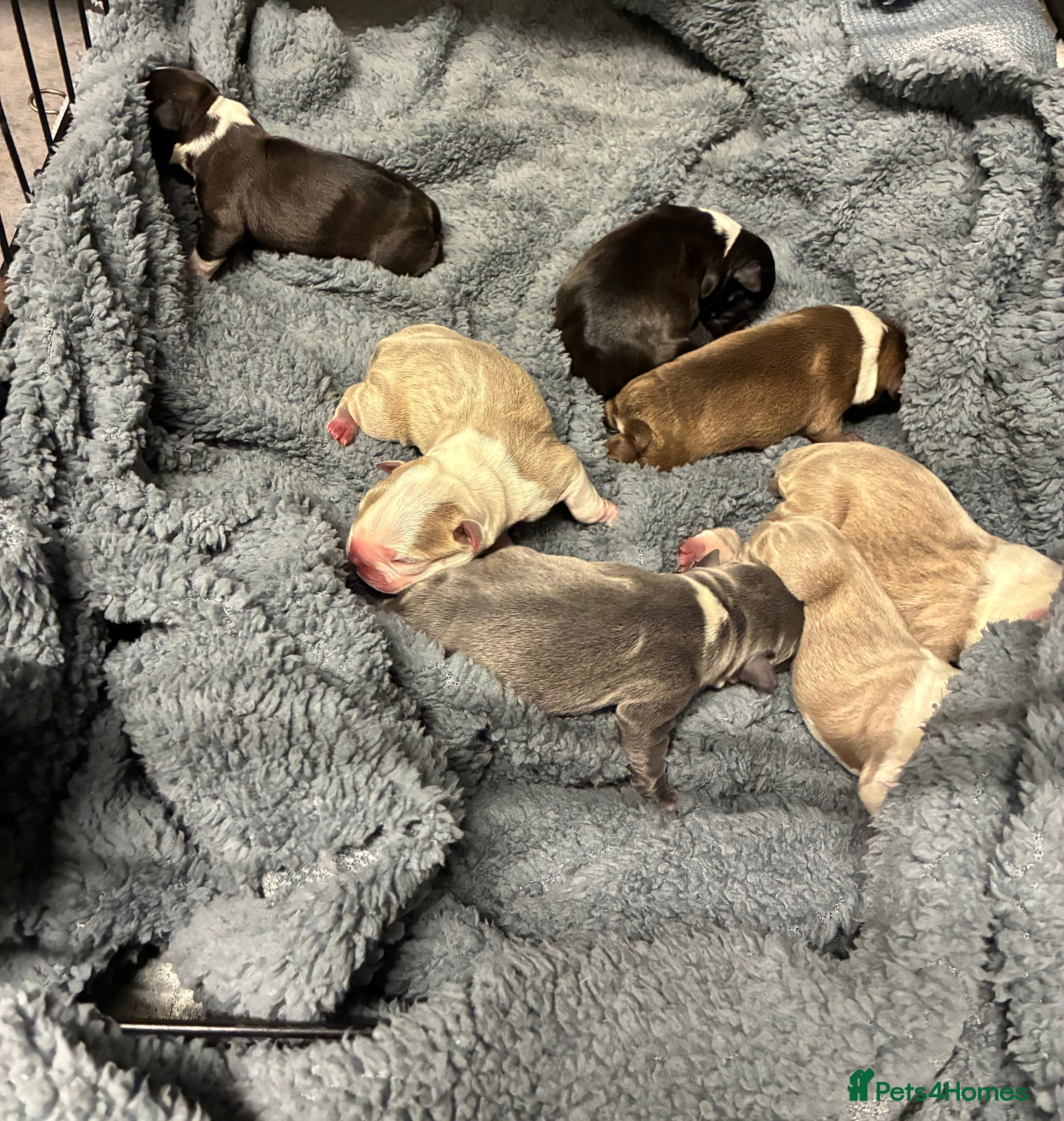 Boston Terrier dogs Boston Terrier Puppies 🐶 - Advert 1