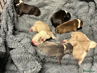 Boston Terrier dogs Boston Terrier Puppies 🐶 - Advert 1