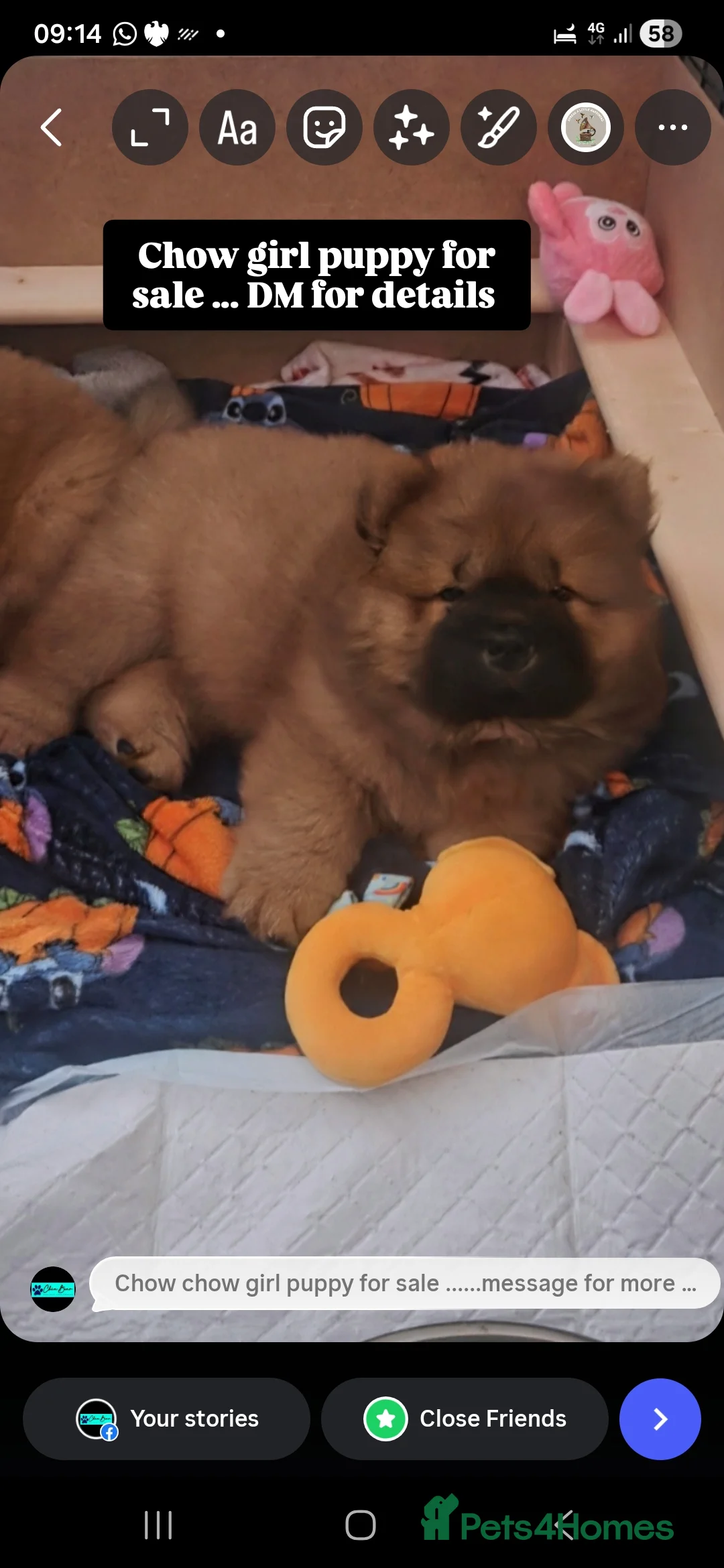 Chow Chow dogs for sale: READY NOW !!! KC REGISTERED CHOW CHOW GIRL - Advert 20