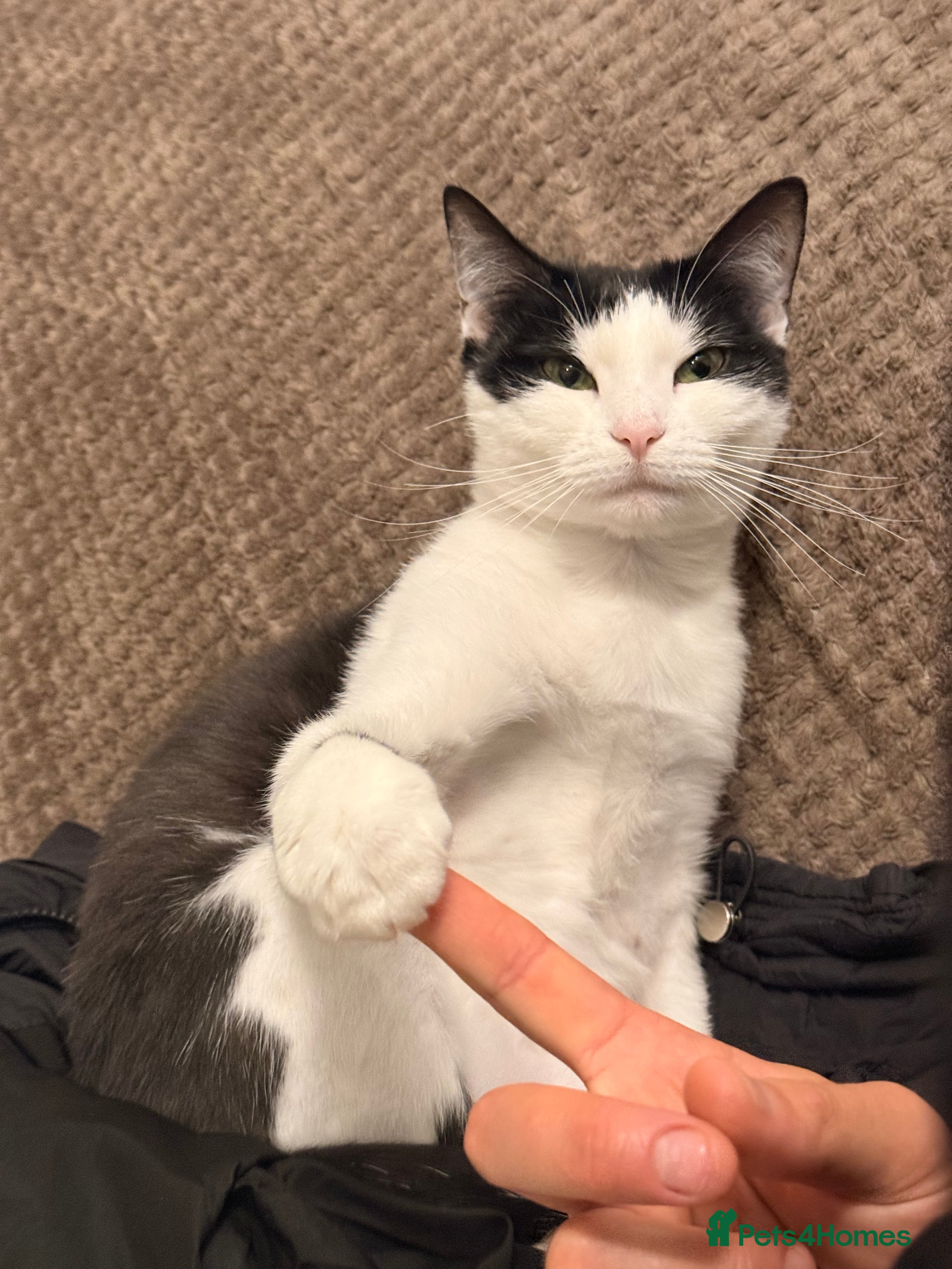 Mixed Breed cats Kimchi looking for a warm home - Advert 1