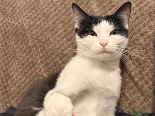 Mixed Breed cats Kimchi looking for a warm home - Advert 10