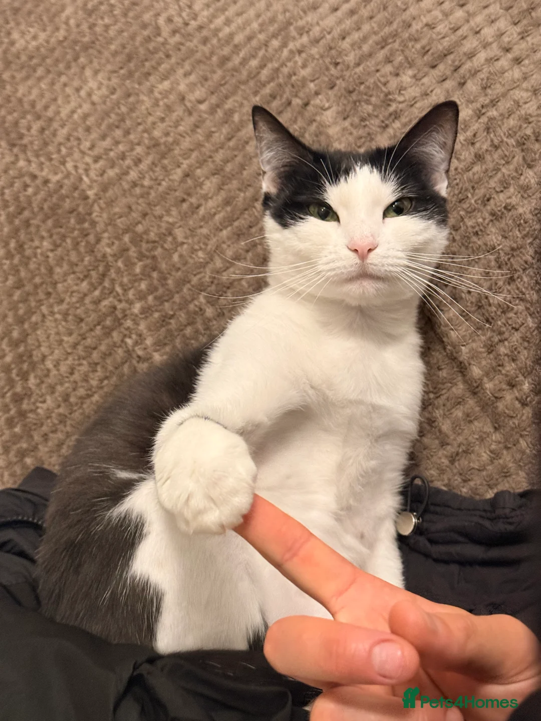 Mixed Breed cats for sale: Kimchi looking for a warm home - Advert 1