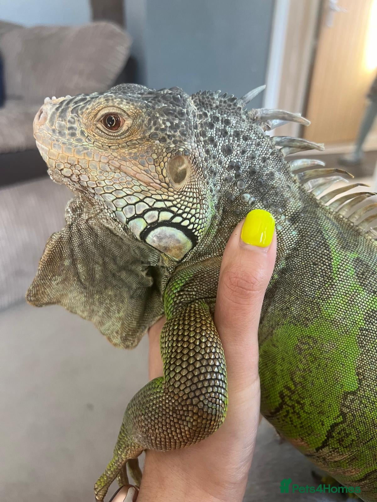 Iguana reptiles Iguana  - Advert 1