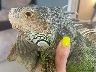 Iguana reptiles Iguana - Advert 1