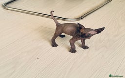 Sphynx cats for sale: 3 beautiful sphynx kittens  - Image 9