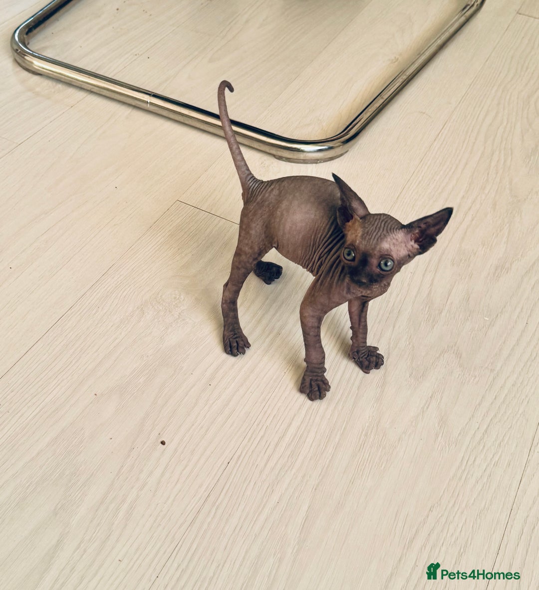 Sphynx cats for sale: 3 beautiful sphynx kittens  - Image 9