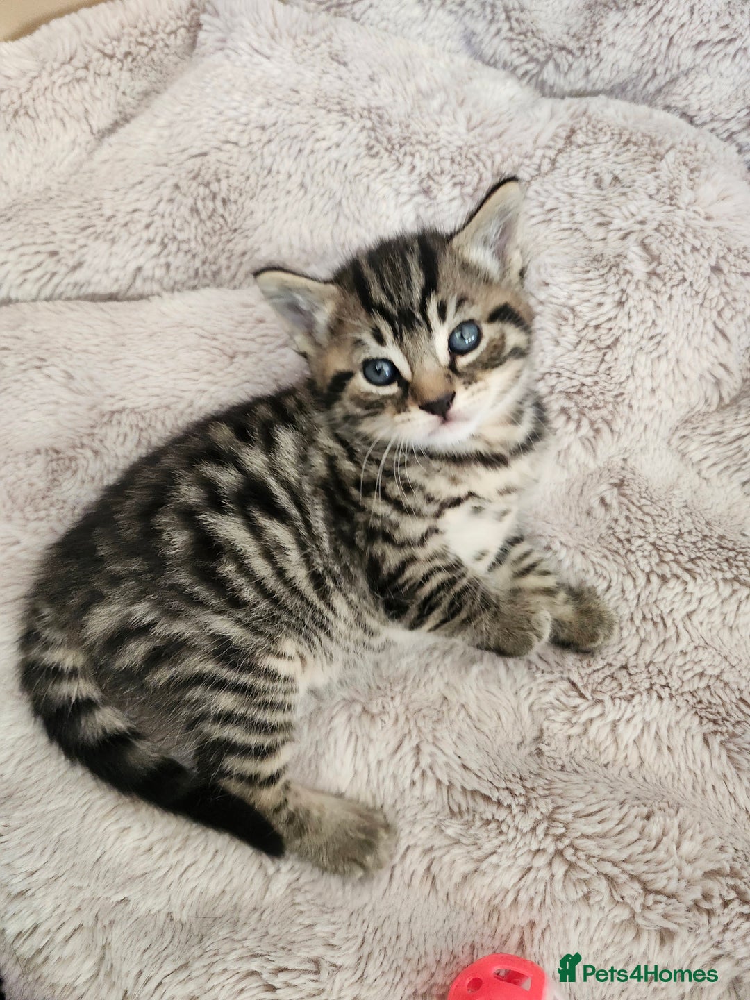Domestic Shorthair cats for sale: 3 kittens for sale - Advert 7