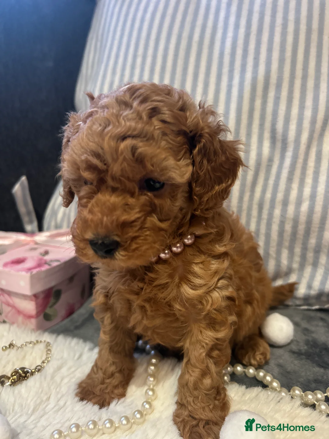 Toy Poodle dogs for sale: 🐩 Toy Poodle Red Puppies - Advert 24
