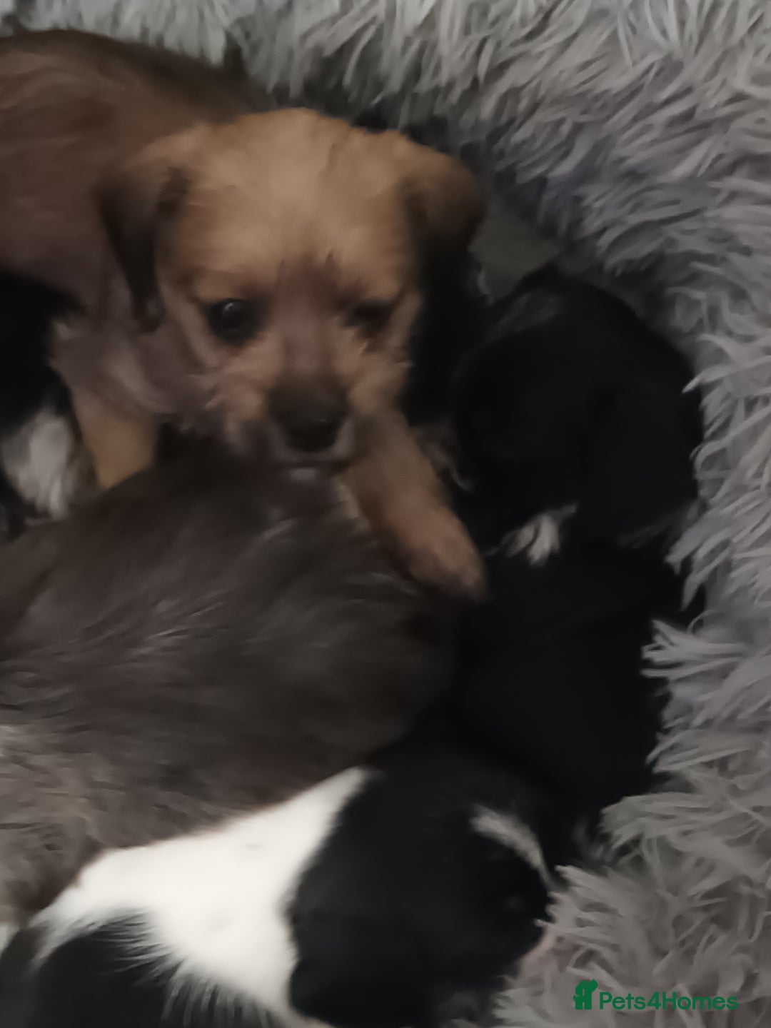 Mixed Breed dogs for sale: Poochon cross schweenie  - Advert 11