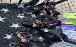Miniature Dachshund dogs for sale: Miniature Dachshund puppies - Image 12
