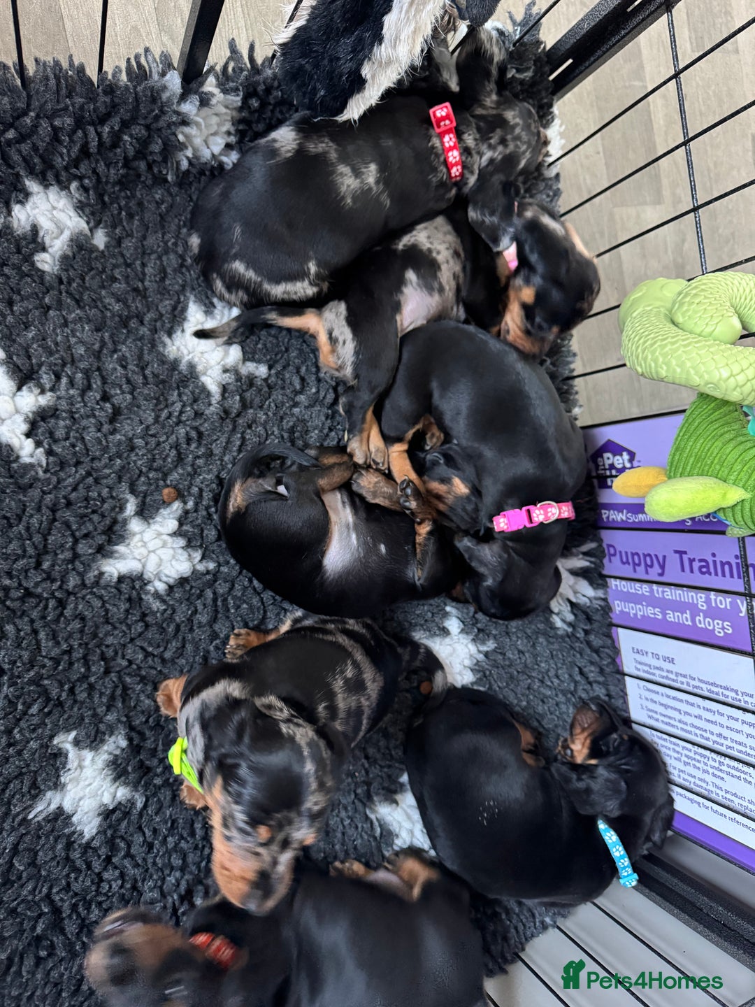 Miniature Dachshund dogs for sale: Miniature Dachshund puppies - Image 12