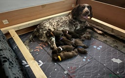 Cocker Spaniel dogs for sale: Beautiful Cocker Spaniel Puppies - Advert 24