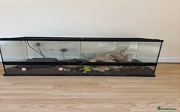Snake reptiles for sale: 3 Snakes for rehoming  - Image 5