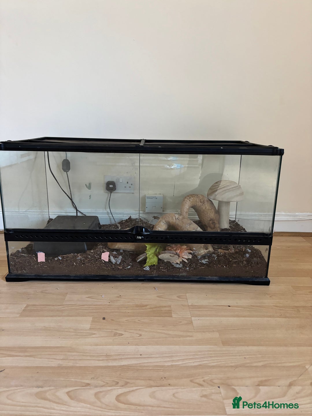 Snake reptiles for sale: 3 Snakes for rehoming  - Image 5