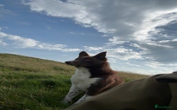 Border Collie dogs for sale: 11 month old puppy called Kip  - Image 3