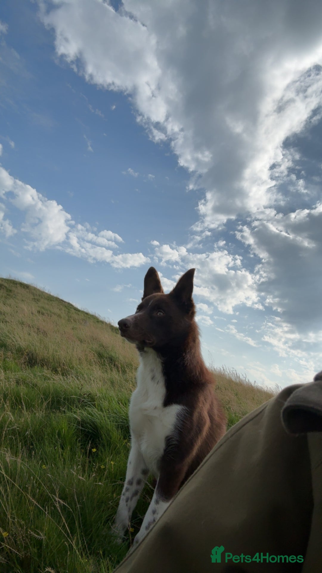 Border Collie dogs for sale: 11 month old puppy called Kip  - Image 3