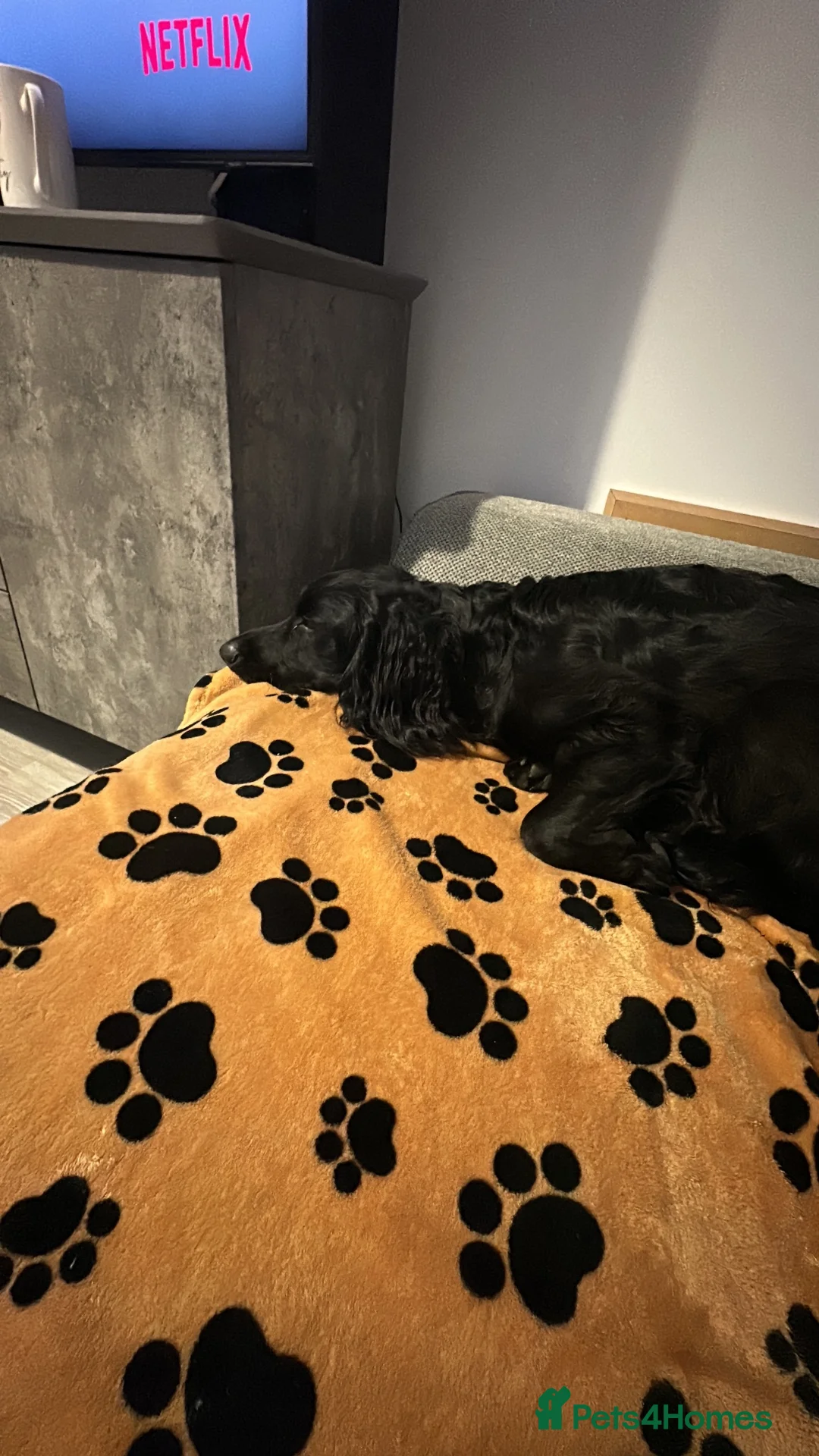 Cocker Spaniel dogs for sale: Buster in Sudbury - Advert 2