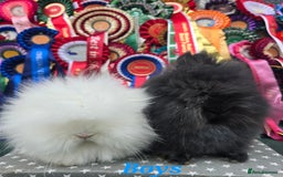 Lionhead rabbits for sale: Purebred Lionhead babies available  - Image 6