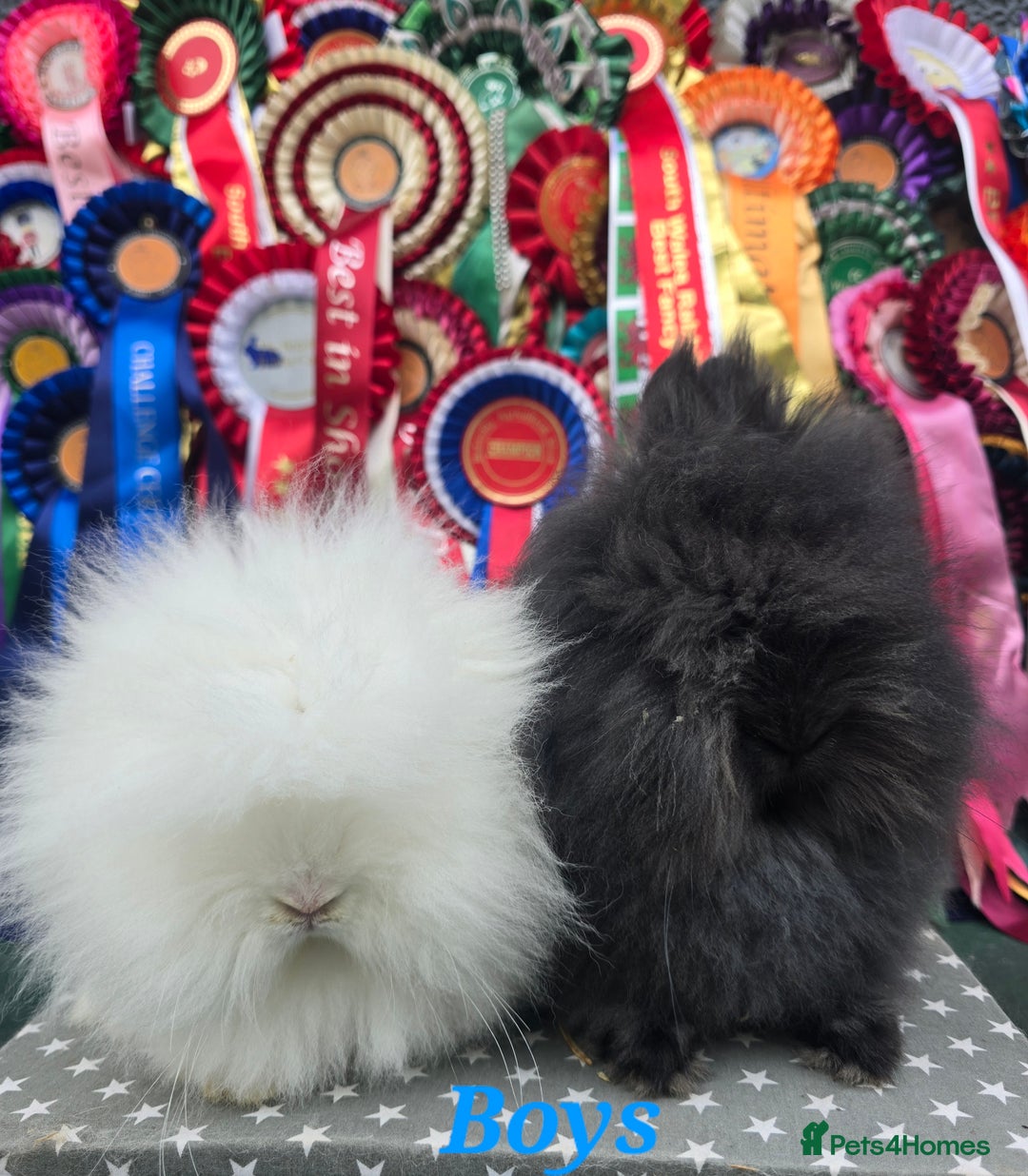 Lionhead rabbits for sale: Purebred Lionhead babies available  - Image 6