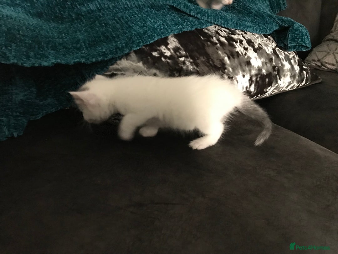 Mixed Breed cats for sale: Cheryl  - Image 6