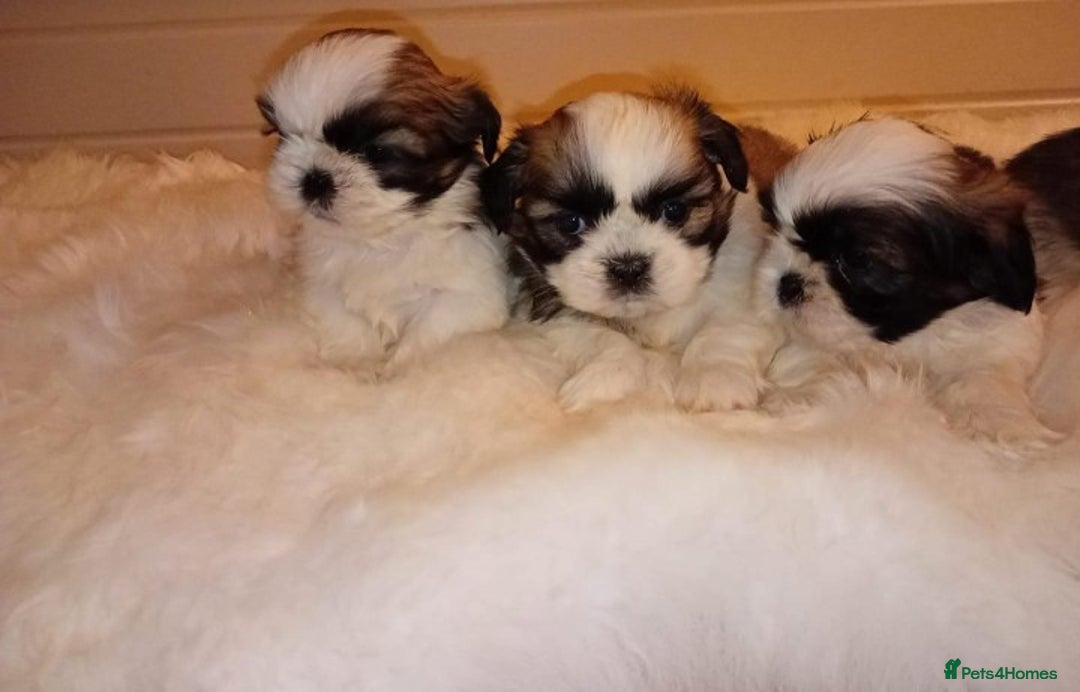 Shih Tzu dogs for sale: Shih Tzu puppies - Advert 6