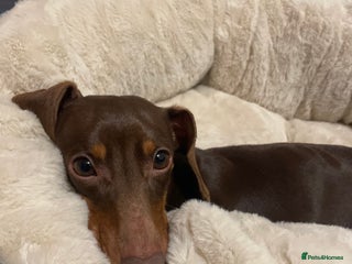 Miniature Dachshund dogs - Advert 8