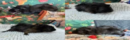 Guinea Pig rodents for sale: Various Guinea Pigs - Ready Now - Advert 20