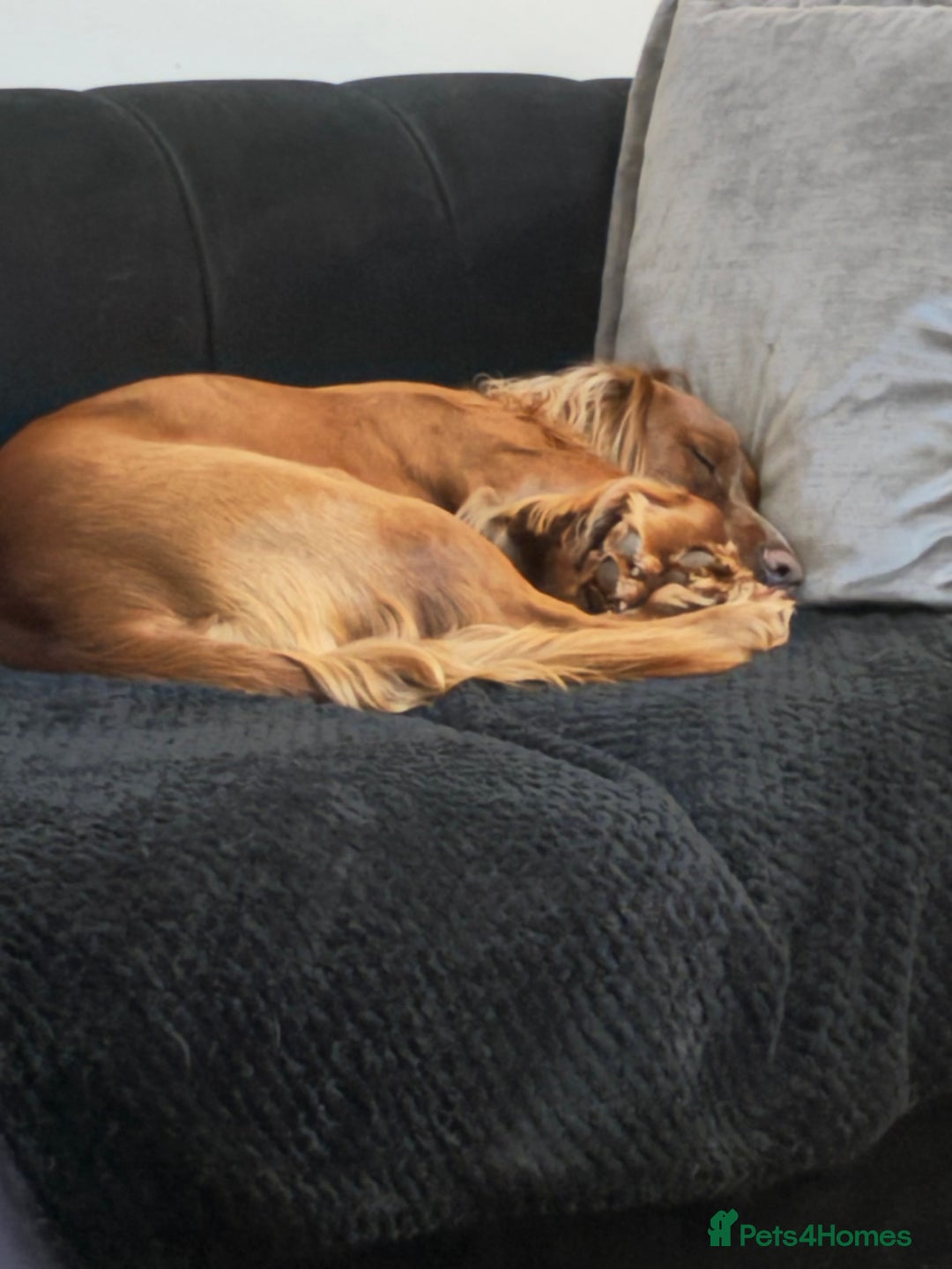 Cocker Spaniel dogs for sale: Juke cocker spaniel  - Advert 2