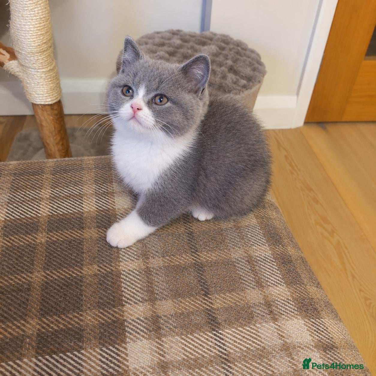 British Shorthair cats 💙READY SOON💙 - Advert 1