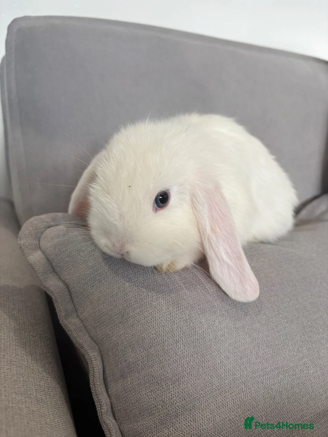 Mini Lop rabbits for sale: Mini lop plush  - Advert 3