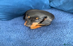Miniature Dachshund dogs for sale: KC reg PRA clear smooth mini dachshund puppies - Image 17