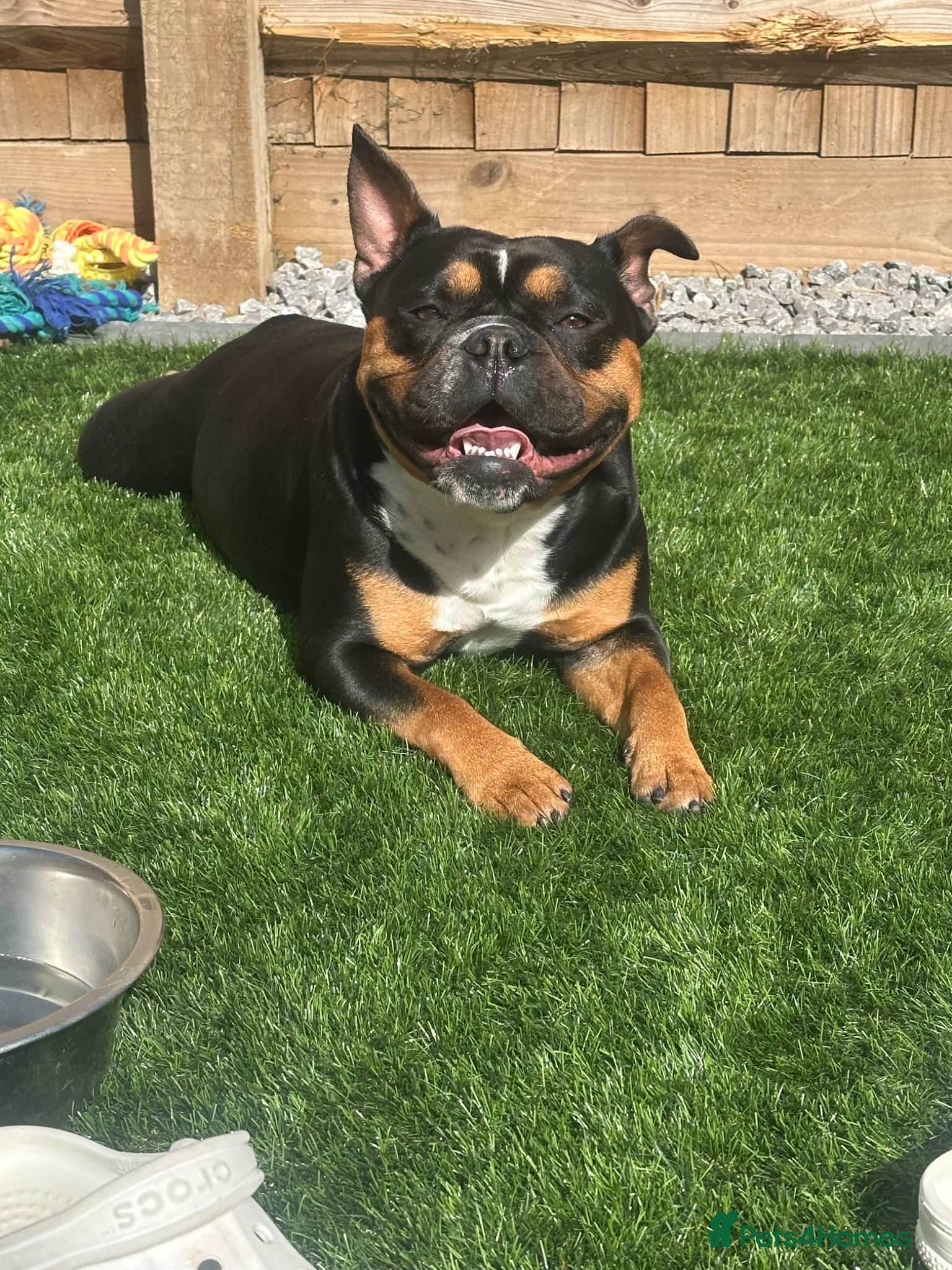 Mixed Breed dogs English cross French bulldog rehome bitch  - Advert 4