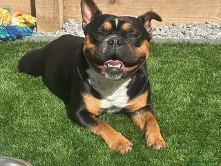 Mixed Breed dogs English cross French bulldog rehome bitch - Advert 4