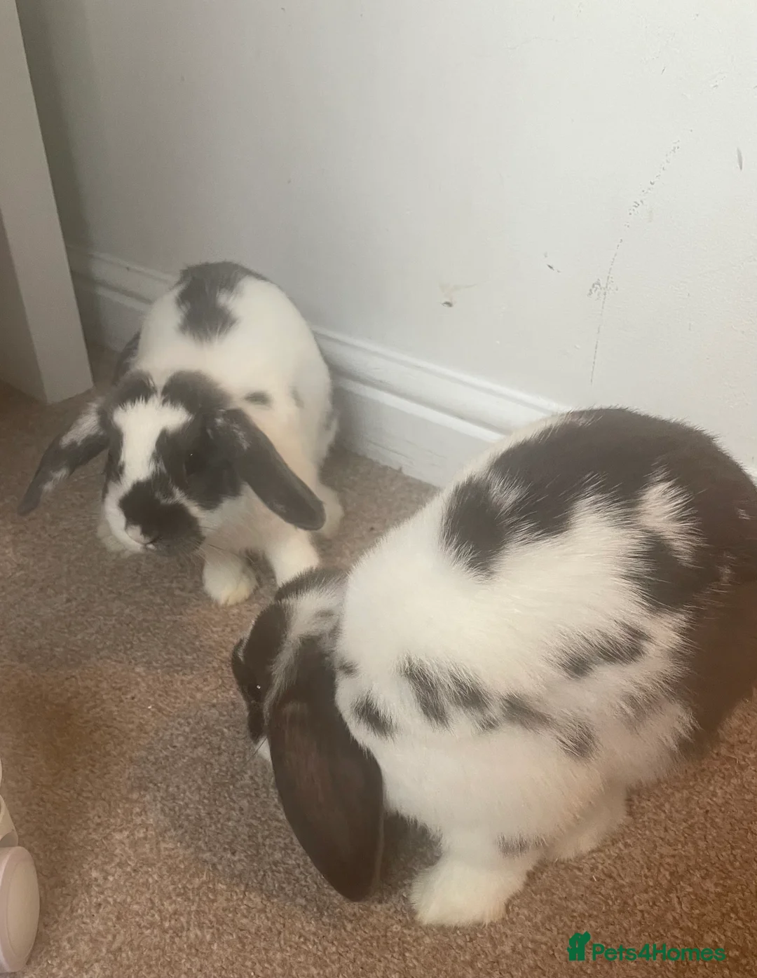 Mini Lop rabbits for sale: Mini Lops - Advert 4