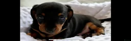 Miniature Dachshund dogs for stud:     KC Proven Mini Dachshund Stud, 31 Champions - Advert 15