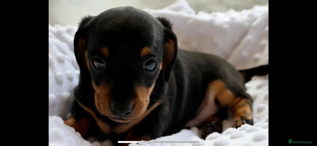 Miniature Dachshund dogs for stud:     KC Proven Mini Dachshund Stud, 31 Champions - Advert 15