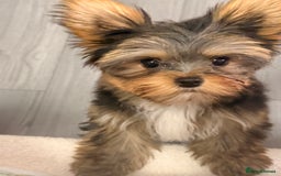Yorkshire Terrier dogs for sale: I'm selling a charming girl - Image 1