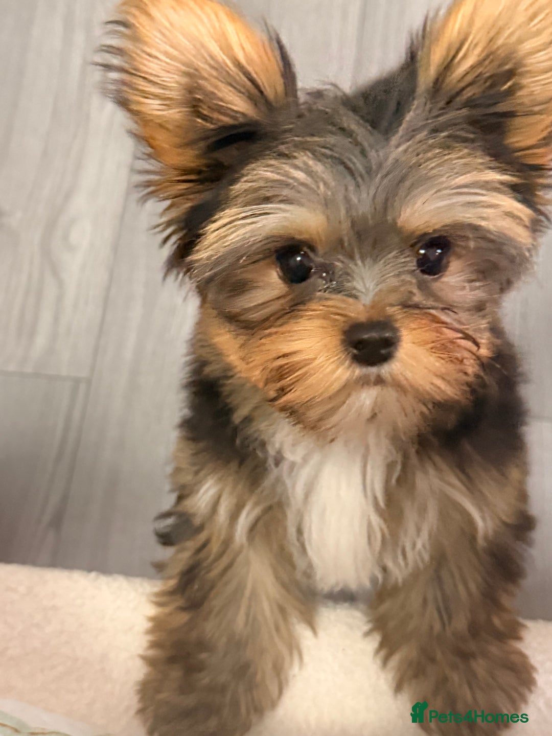 Yorkshire Terrier dogs for sale: I'm selling a charming girl - Image 1