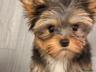 Yorkshire Terrier dogs - Advert 5