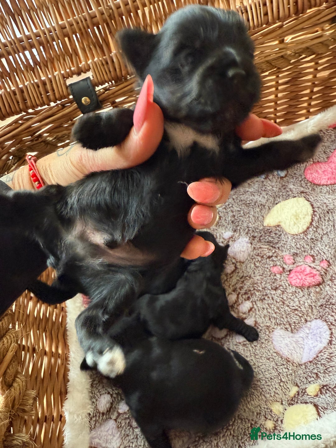 Yorkshire Terrier dogs for sale: Black Onyx Yorkie ready to Reserve 🖤 - Image 14