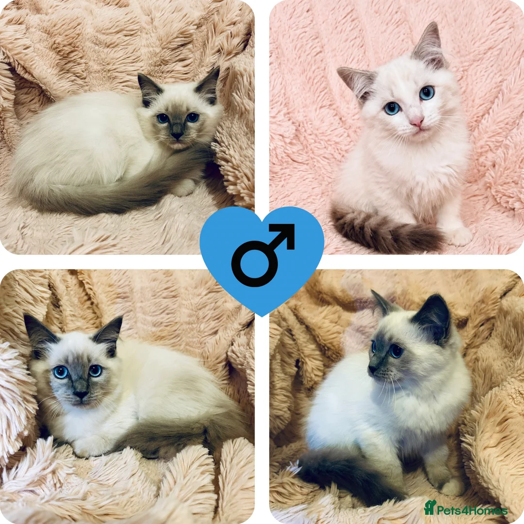 Ragdoll cats for sale: Degruchi Cattery has show quality kittens for sale in Petersfield - Advert 2