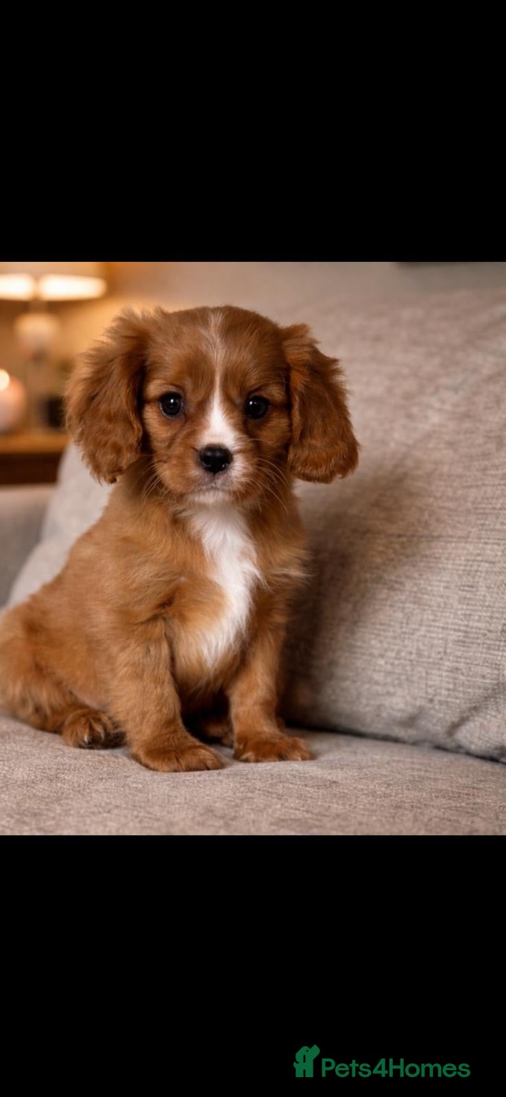 Cavalier King Charles Spaniel dogs Cavalier King Charles spaniel puppies - Advert 2