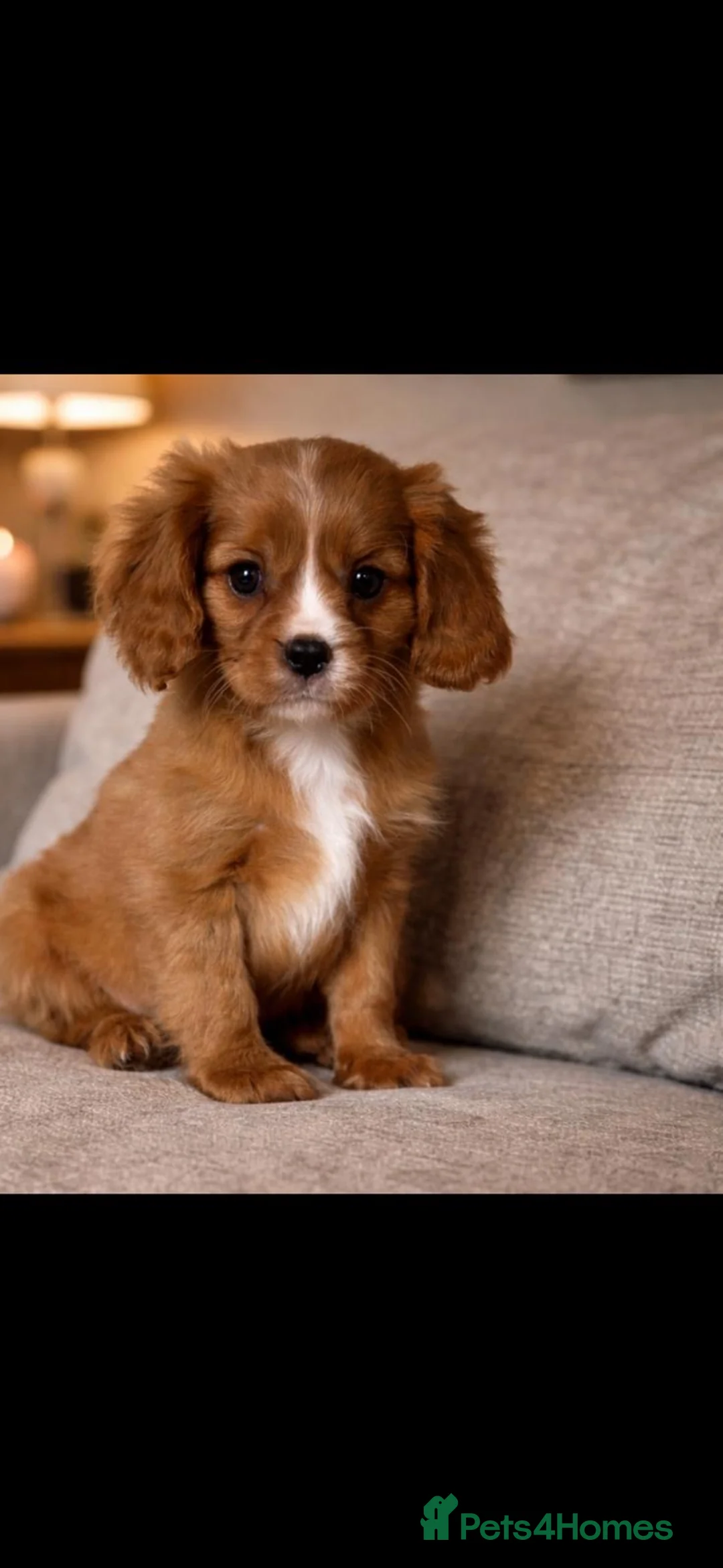 Cavalier King Charles Spaniel dogs for sale: Cavalier King Charles spaniel puppies - Advert 2