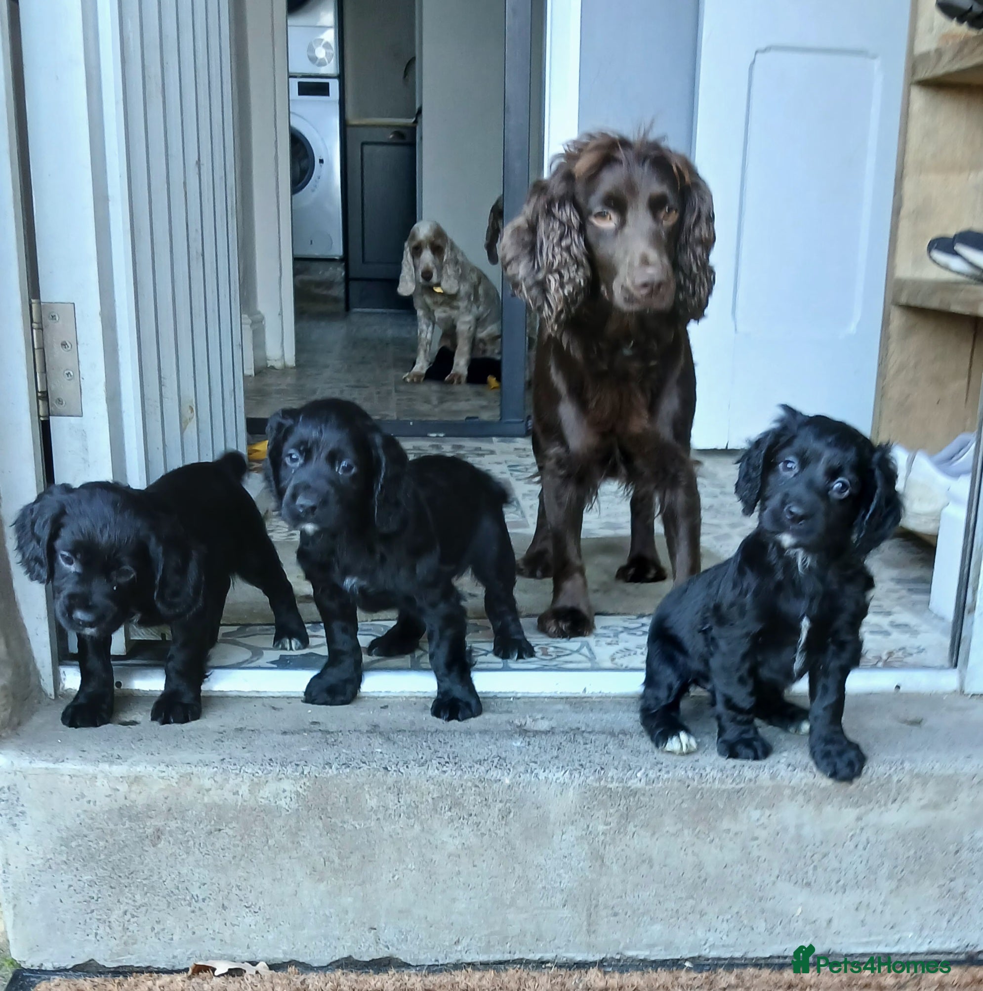 Cocker Spaniel dogs Working cocker spaniels - Advert 17